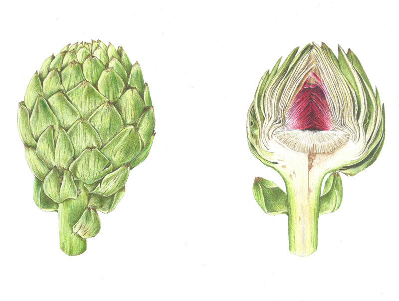 artichoke