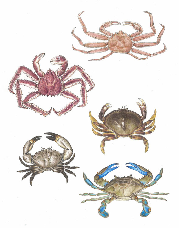 crabscolor