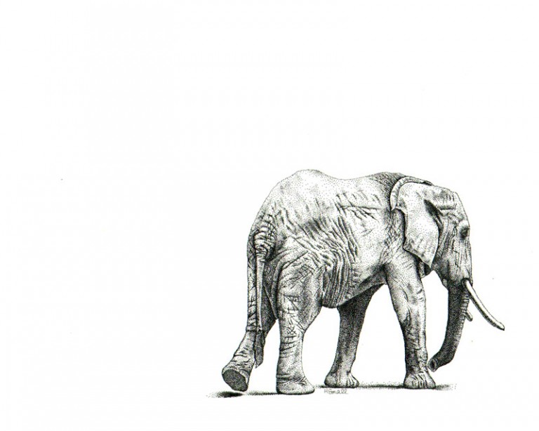 elephant_8x10