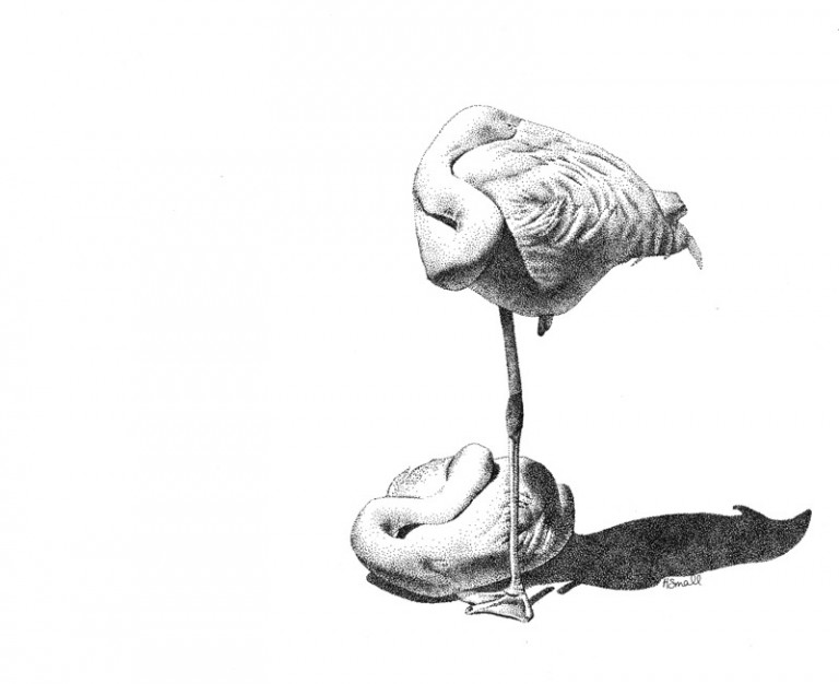 flamingos-copy