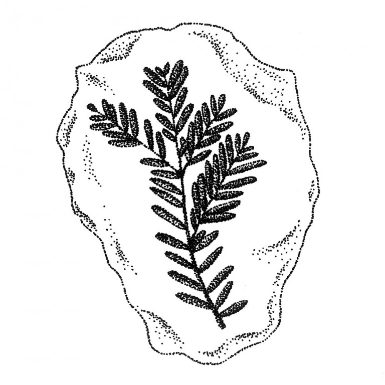 redwood-fossil