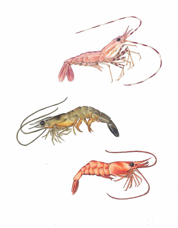 shrimpscolor